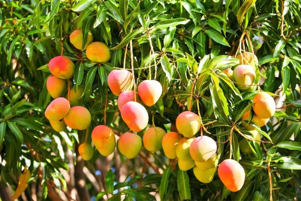 pachhatiyo mango